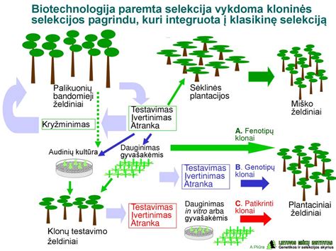 istorinė schema arba brėžinys