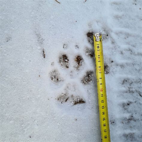 Vilko ir lūšies pėdsakai sniege