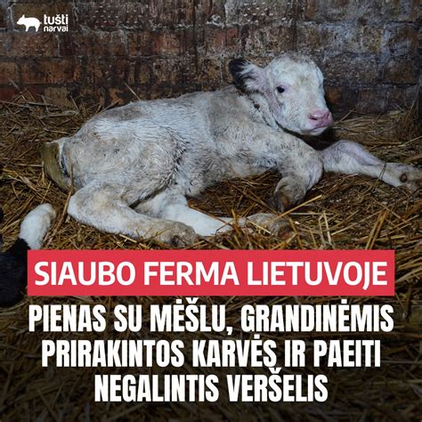 Karvės fermoje, gulinčios srutose, su purvu ir mėšlu ant šonų