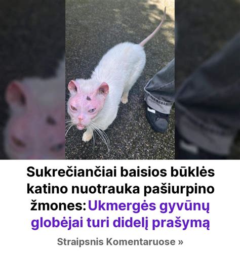 Teminė nuotrauka: kurjeris neša didelį siuntinį
