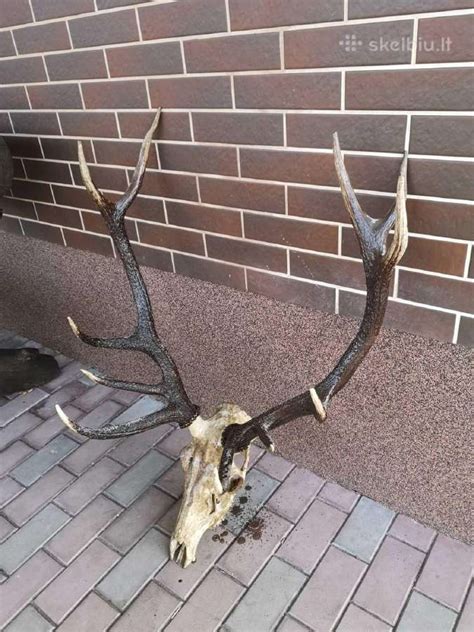Elnio kaukolės su ragais ir pentagramos skydo nuotrauka
