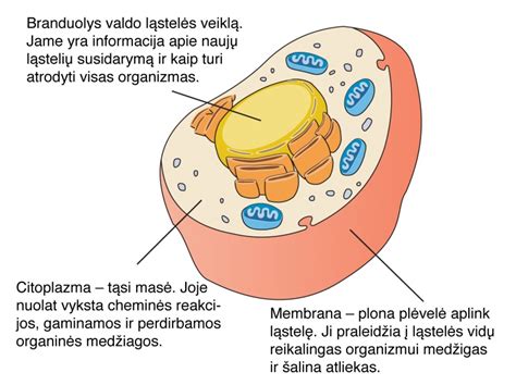 Schema: automagistralės ir greitkelio skirtumai