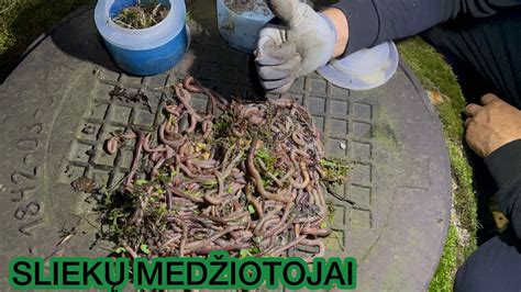 Tematinė naktinių sliekų nuotrauka