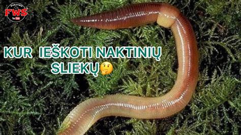 Naktinių sliekų rinkimas su prožektoriumi