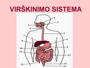Vairo sistemos schema su pažymėtais komponentais