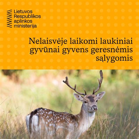 nuotrauka su perspėjimu apie laukinius gyvūnus keliuose