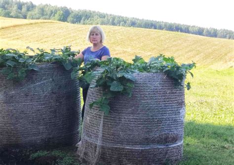fotografija, demonstruojanti įvairius mašininių vinių tipus ritiniuose ir juostose