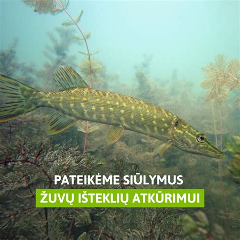 schematiškas vaizdas apie žuvų išteklių atsinaujinimo procesą