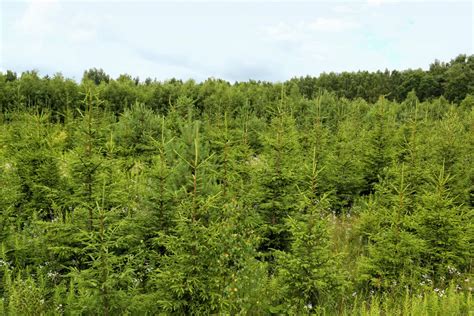 Grotelių ir difuzorių derinimo pavyzdžiai