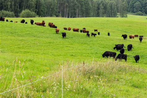 nuotrauka, vaizduojanti aplinkai išmestų padangų krūvą