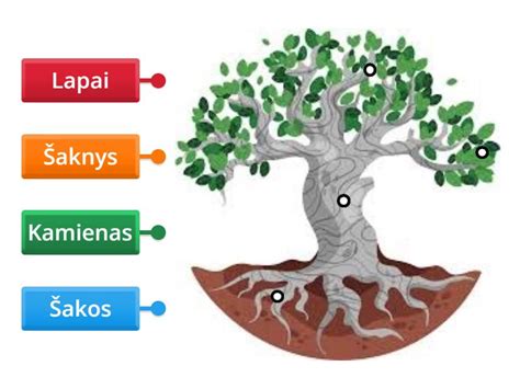 Sprendimo medžio diagrama: 