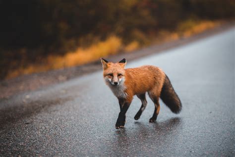 Teminė nuotrauka su moderniu vilkiku kelyje