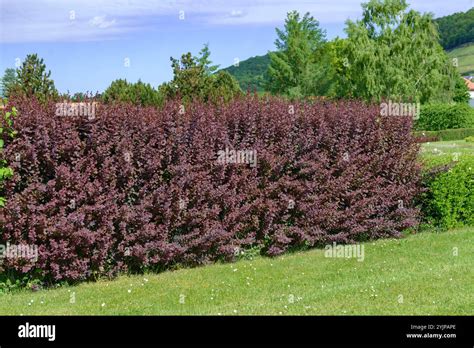 Dekoratyvinis krūmas Berberis ottawensis 'Superba' su purpuriniais lapais ir geltonais žiedais