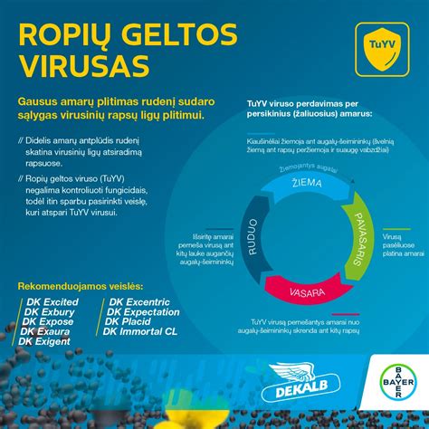 Infografika: ropių geltos viruso plitimo mechanizmas ir pažeidimai