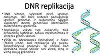 DNR replikacijos procesas