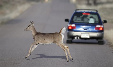 laukinių gyvūnų migracijos keliai ir susidūrimų su automobiliais prevencija