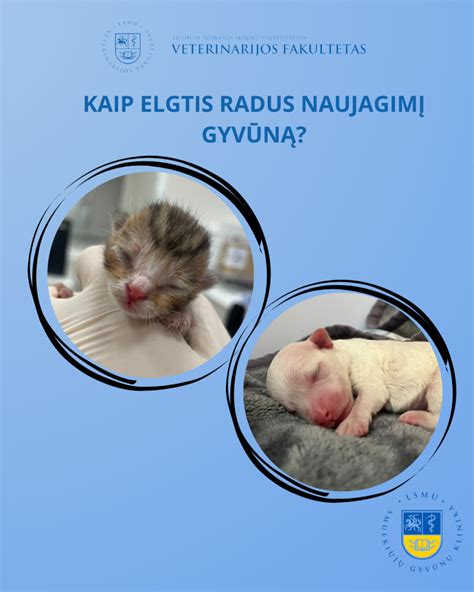 infografika su patarimais, kaip elgtis pamačius gyvūną kelyje: stabdyti, sumažinti greitį, atkreipti dėmesį į ženklus