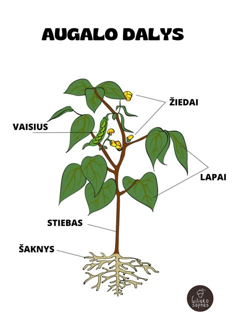 Infografika: Gumos dalys ir jų taikymo sritys automobilyje
