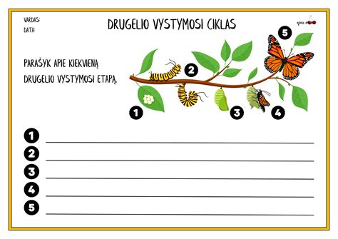 Schema: drugelio tipo vyrių konstrukcija