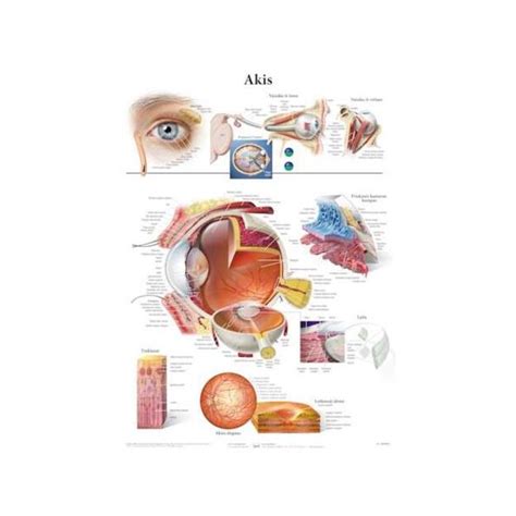 akies anatomijos schema