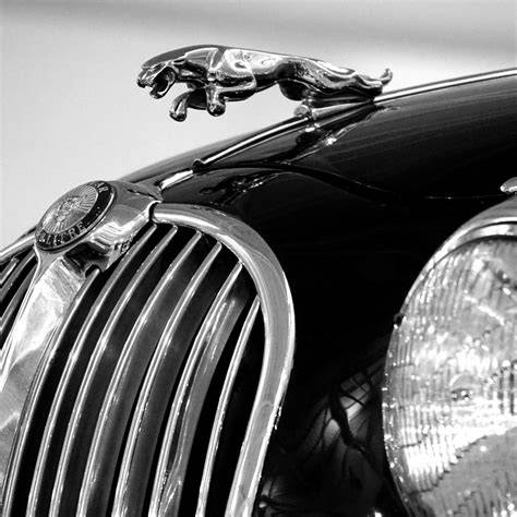 Jaguar logotipas - istorija, judėjimas į priekį