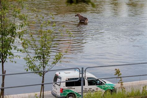 Informacinė schema: ką daryti susidūrus su laukiniu gyvūnu kelyje