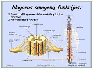 Stuburo anatomija ir nugaros smegenų pažeidimo mechanizmas mechaninio smūgio metu