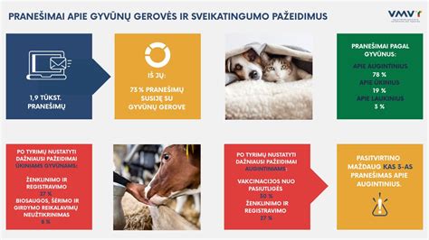 Schema, iliustruojanti privalomus gyvūnų ženklinimo ir registravimo žingsnius
