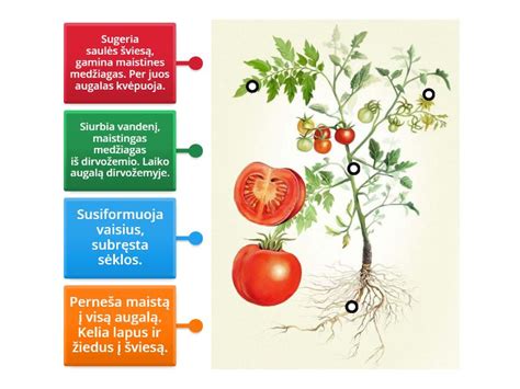 Diagrama, iliustruojanti OEM dalių katalogų veikimą