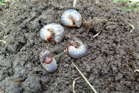 Grambuolio lerva pažeidusi braškių šaknis