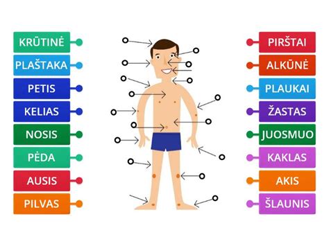 žmogaus kūno vėsinimo būdų schema