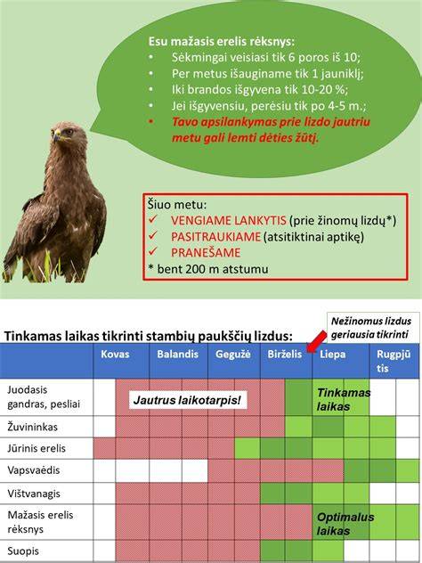 Gaidžio giedojimo ir paukščių pranašysčių iliustracija: spalvingos paukščių motyvacijos ir jų mitologinės reikšmės