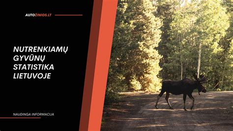 infografika su susidūrimų su gyvūnais statistika ir tendencijomis Lietuvoje