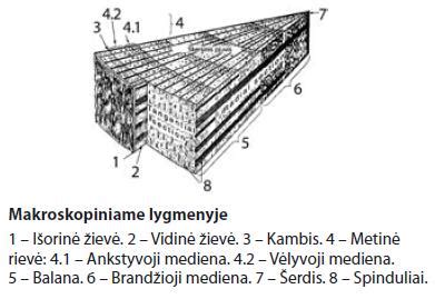 Savybės ir struktūra
