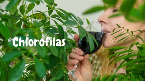 chlorofilo nauda organizmui