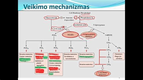 Alerginės reakcijos mechanizmo schema ir antihistamininių vaistų veikimo principas