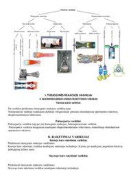 Infografika: Skalbimo mašinų variklių tipai ir jų veikimo principai