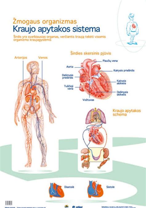 Kraujotakos sistemos schema su organais
