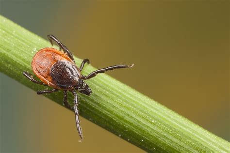 nuotrauka, vaizduojanti didelę afrikinę sraigę ant augalo
