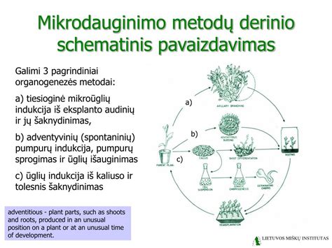 schematinis pavaizdavimas simetrinio protektoriaus