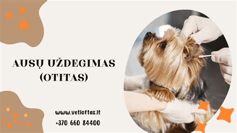 Infografika apie dažniausias šunų ausų uždegimo priežastis