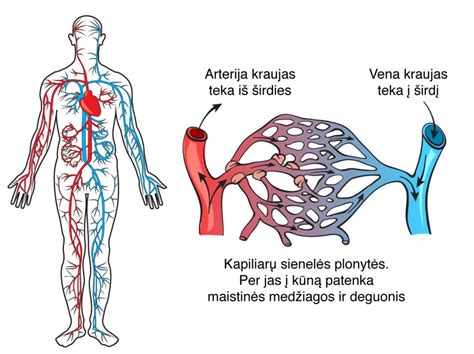 Kraujo krešėjimo kaskados schema, vaizduojanti Aktyvuoto baltymo C veikimo vietą