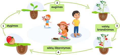 schema: vasarinių miežių augimo ciklai ir svarbiausi agrotechniniai etapai