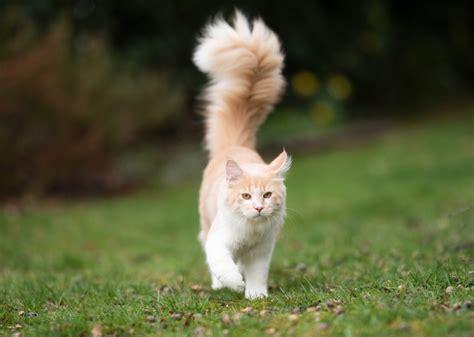Thematic photo of a cat with long whiskers, sharp claws, and a bushy tail, climbing a tree or squeezing through a narrow gap in a fence.