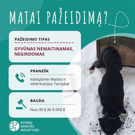 Infografika: Paskirstymas gyvūnų sukeltų avarijų pagal gyvūną ir vidutinę žalą
