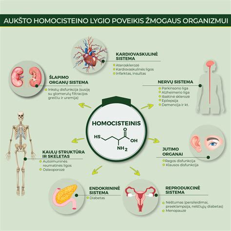 infografika apie švino ir sieros rūgšties poveikį žmogaus organizmui