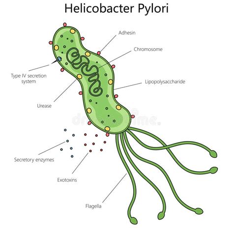 Infografika apie H. pylori bakterijos poveikį skrandžiui ir dvylikapirštei žarnai