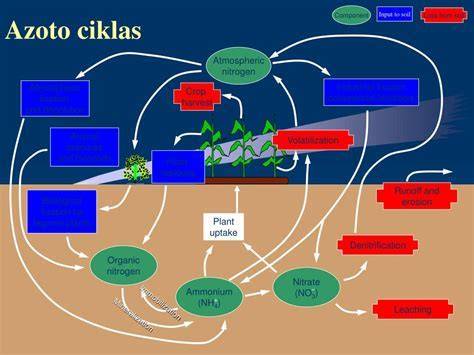Infografika: Alkūninio veleno kalimo ciklas ir svarbiausi parametrai