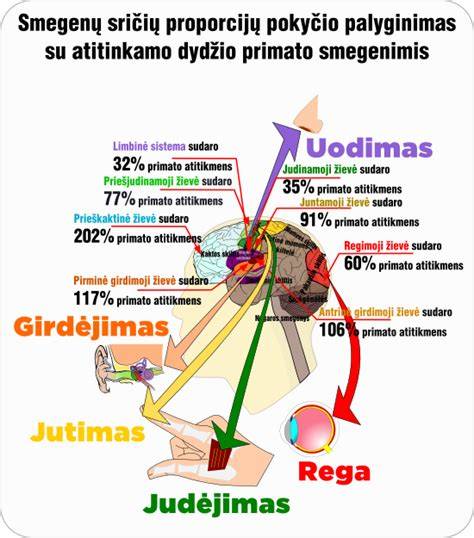 Infografika: Manipuliatorių tipų palyginimas ir galios / svorio santykis