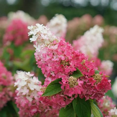 The 'Pinky Winky' hydrangea bush in full bloom, showing its two-toned flowers from white to pink.